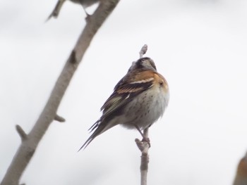 Brambling 日岡山公園 Sat, 1/30/2021