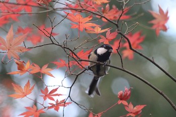 シジュウカラ 石神井公園 2016年12月20日(火)