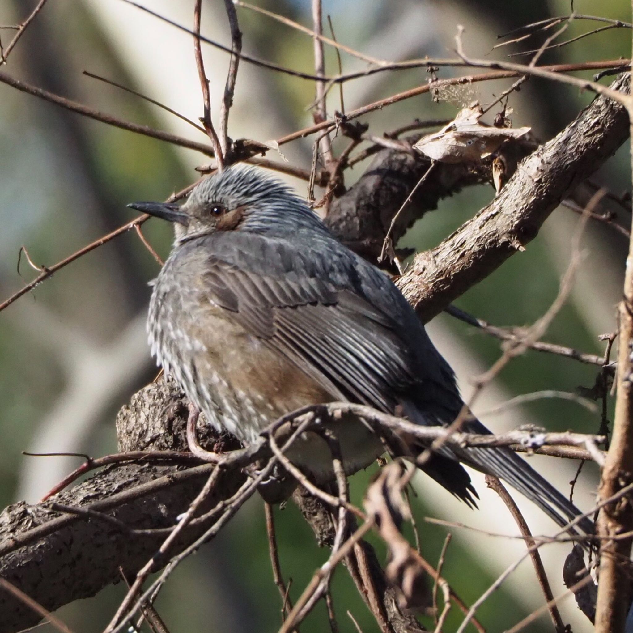 Photo of Brown-eared Bulbul at 秋ヶ瀬公園付近 by mk623