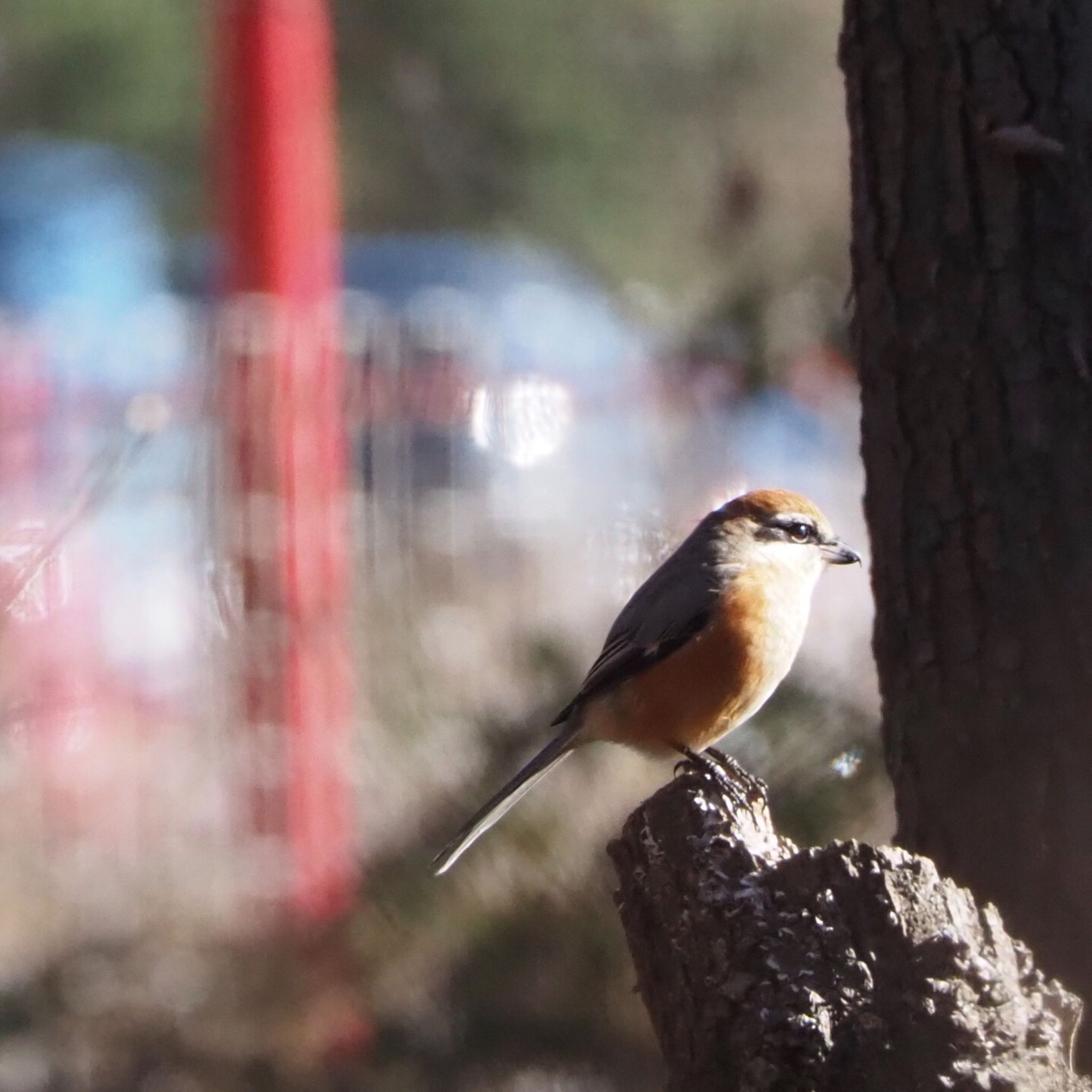 Photo of Bull-headed Shrike at 秋ヶ瀬公園付近 by mk623