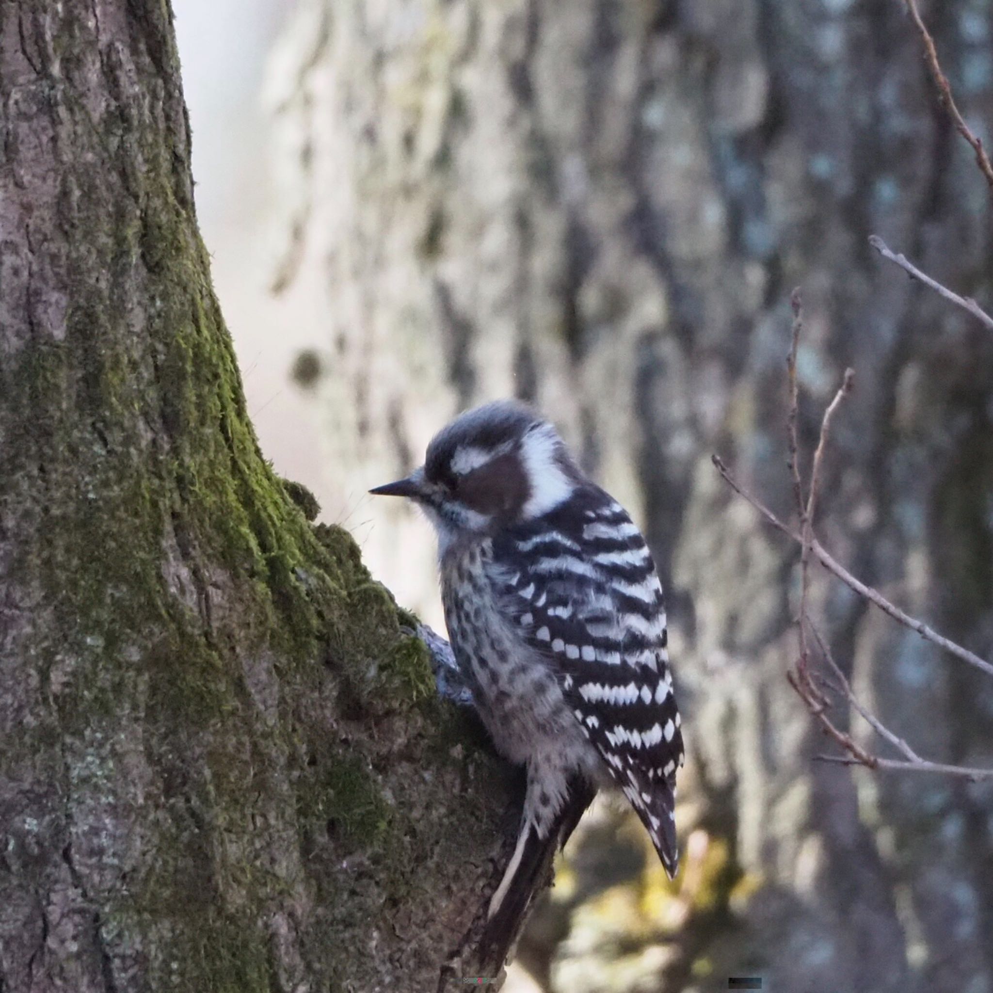 Japanese Pygmy Woodpecker