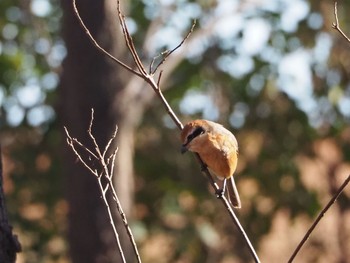 2021年1月30日(土) 秋ヶ瀬公園付近の野鳥観察記録