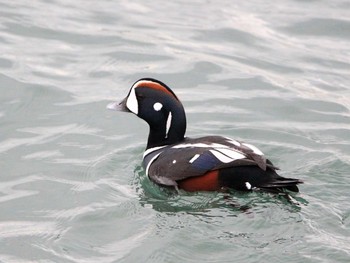 Harlequin Duck 苫小牧漁港 Sun, 12/4/2016