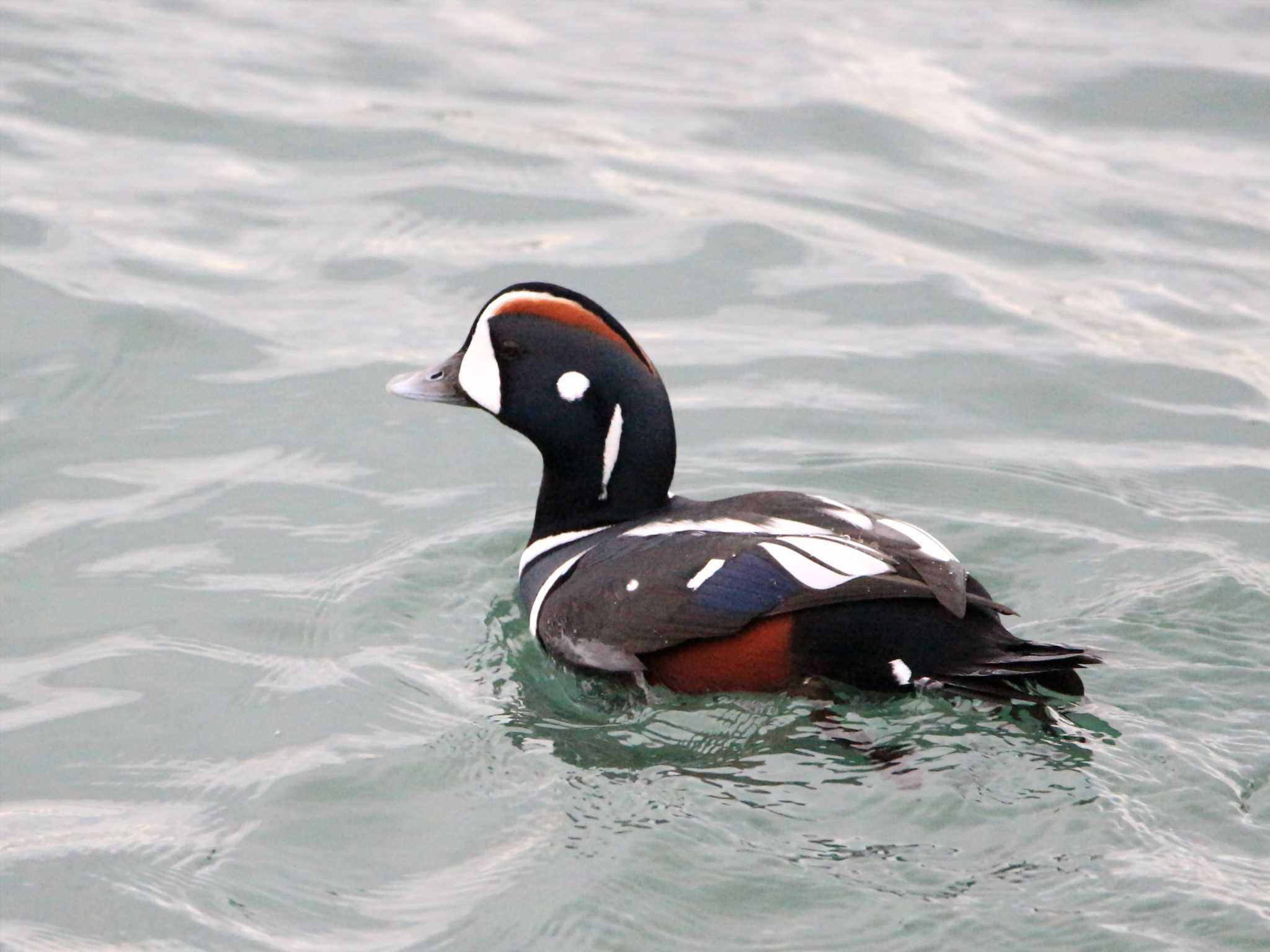 Photo of Harlequin Duck at 苫小牧漁港 by とみやん