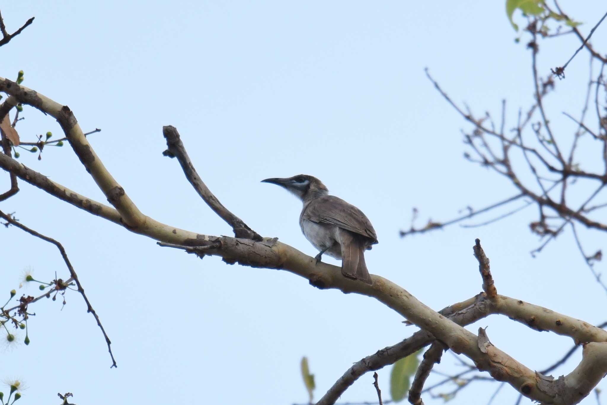 Little Friarbird