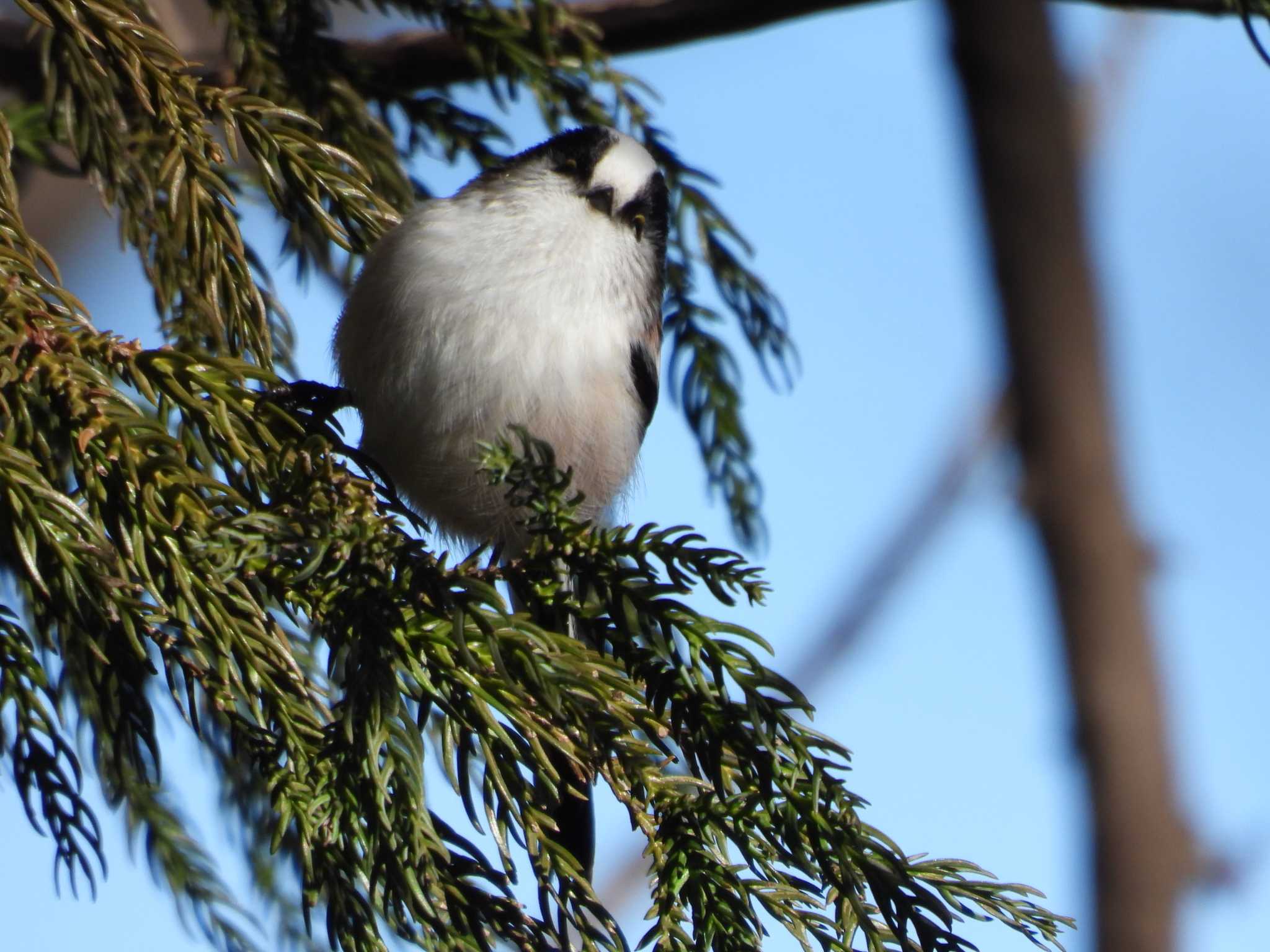 Long-tailed Tit