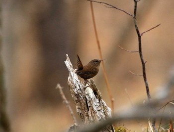 2016年12月4日(日) 北大研究林(北海道大学苫小牧研究林)の野鳥観察記録