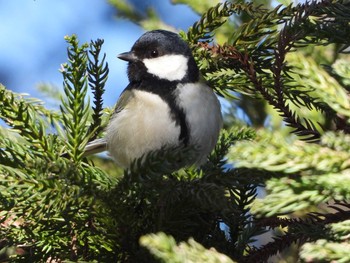 Sat, 1/30/2021 Birding report at Machida Yakushiike Park