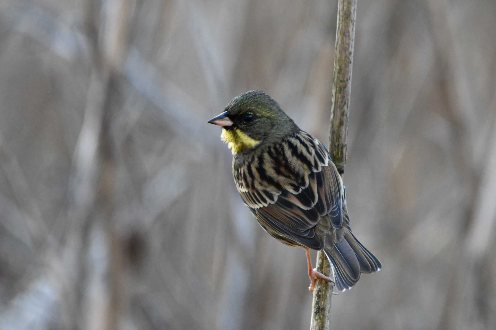 Photo of Masked Bunting at Kitamoto Nature Observation Park by のぶ