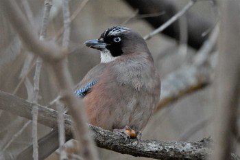 Eurasian Jay Kitamoto Nature Observation Park Sat, 1/30/2021