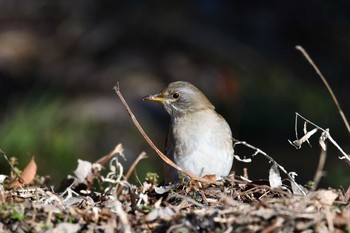 シロハラ 北本自然観察公園 2021年1月30日(土)