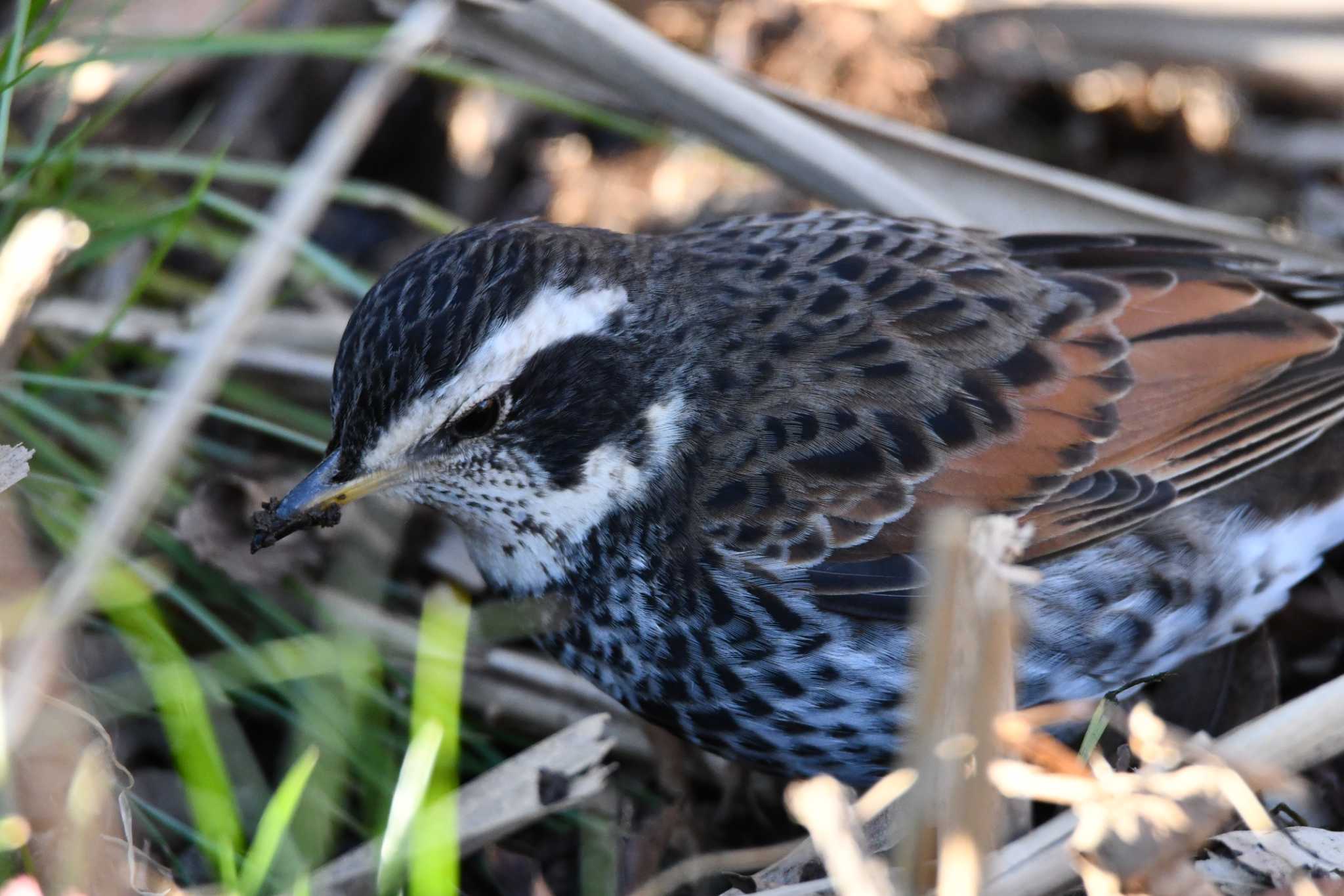 Photo of Dusky Thrush at Kitamoto Nature Observation Park by のぶ