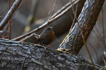 Eurasian Wren Kitamoto Nature Observation Park Sat, 1/30/2021