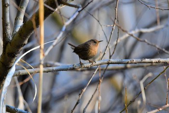 Eurasian Wren Kitamoto Nature Observation Park Sat, 1/30/2021