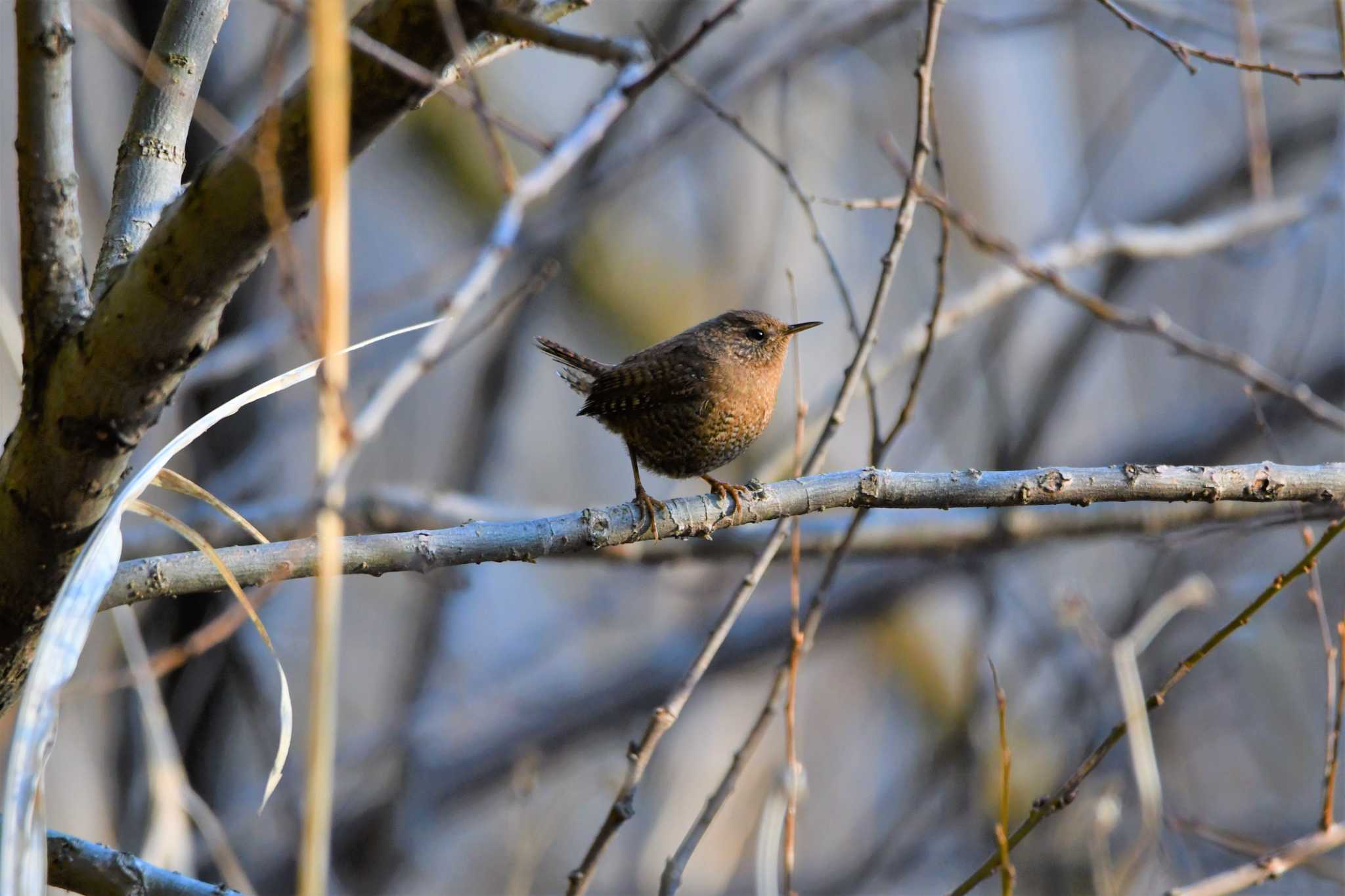 Photo of Eurasian Wren at Kitamoto Nature Observation Park by のぶ