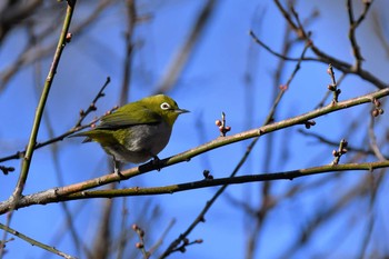 Warbling White-eye Kitamoto Nature Observation Park Sat, 1/30/2021