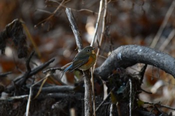 Red-flanked Bluetail Kitamoto Nature Observation Park Sat, 1/30/2021