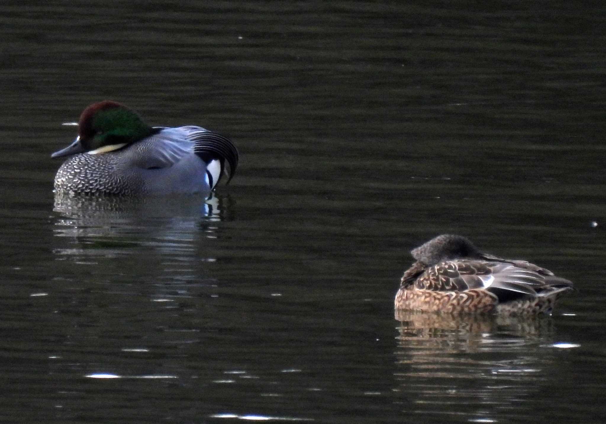 愛知県森林公園 ヨシガモの写真 by よつくん