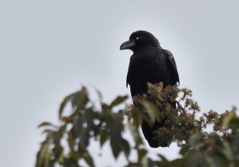 ハシブトガラス 愛知県森林公園 2021年1月30日(土)