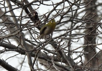 メジロ 愛知県森林公園 2021年1月30日(土)