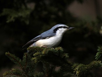 シロハラゴジュウカラ 北大研究林(北海道大学苫小牧研究林) 2016年12月4日(日)