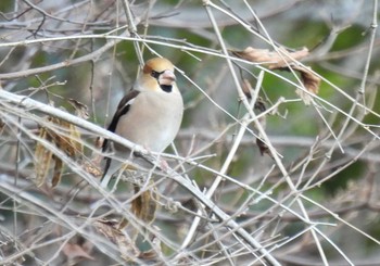 シメ 愛知県森林公園 2021年1月30日(土)