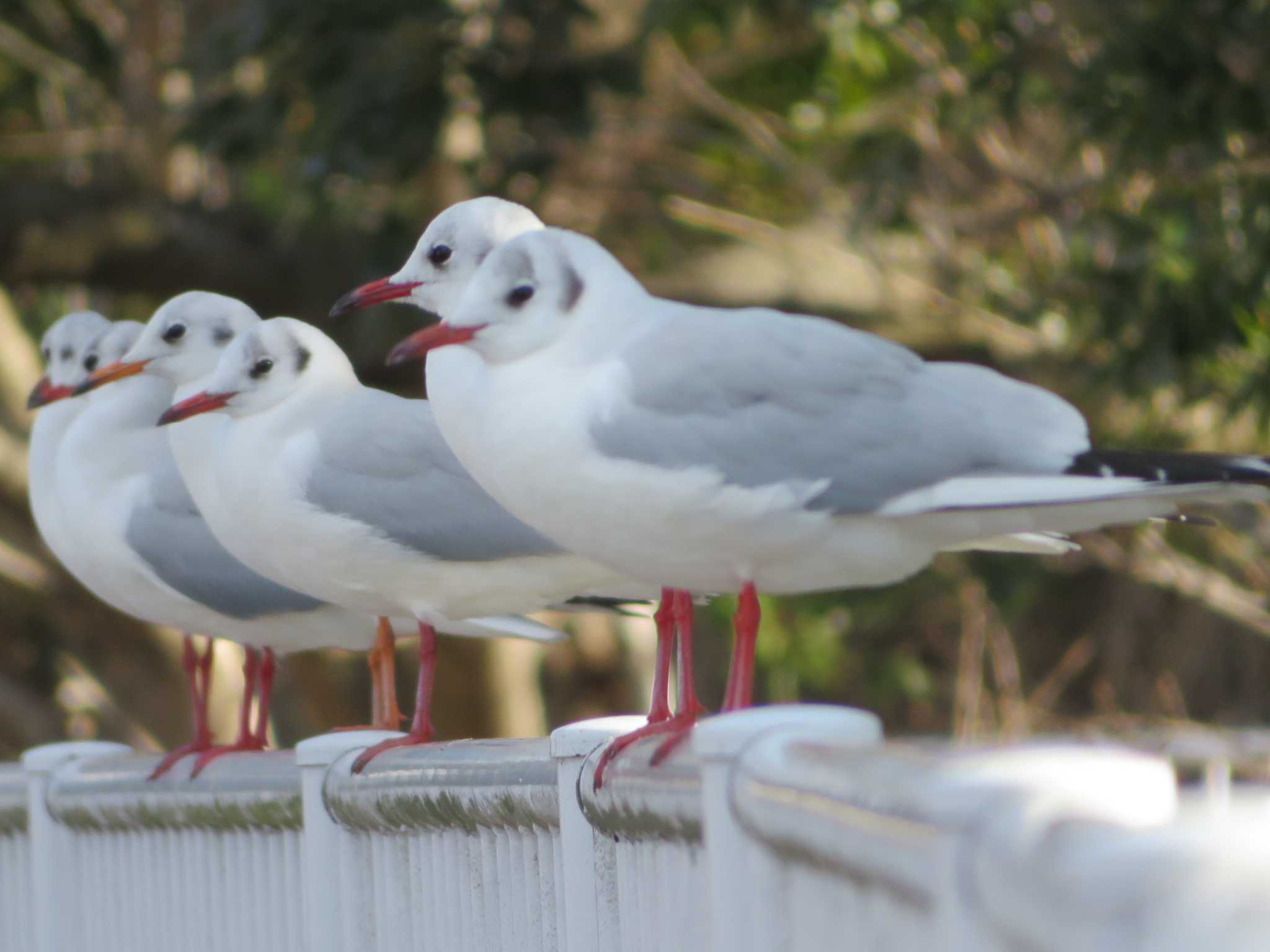 ユリカモメ