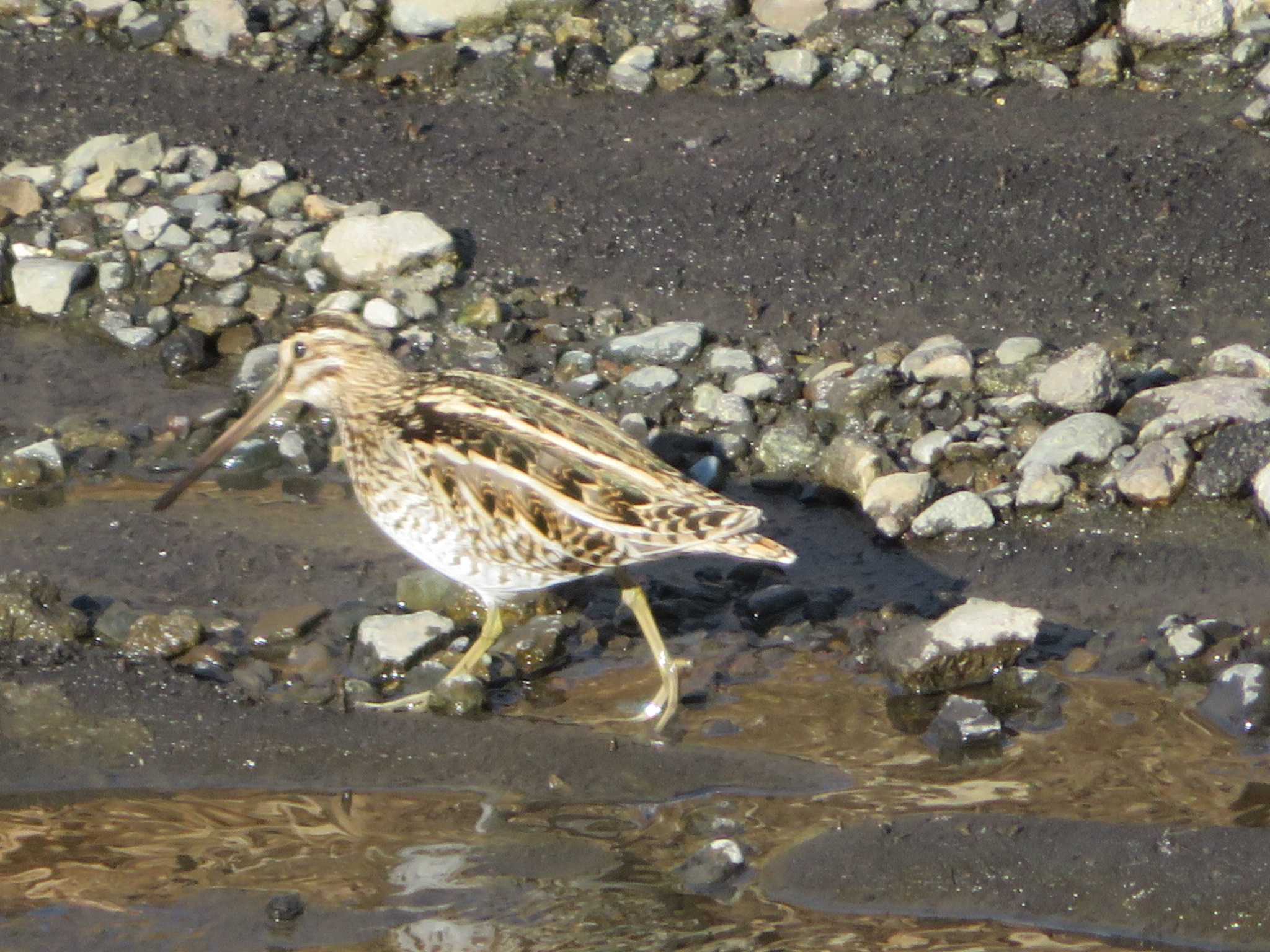 Common Snipe