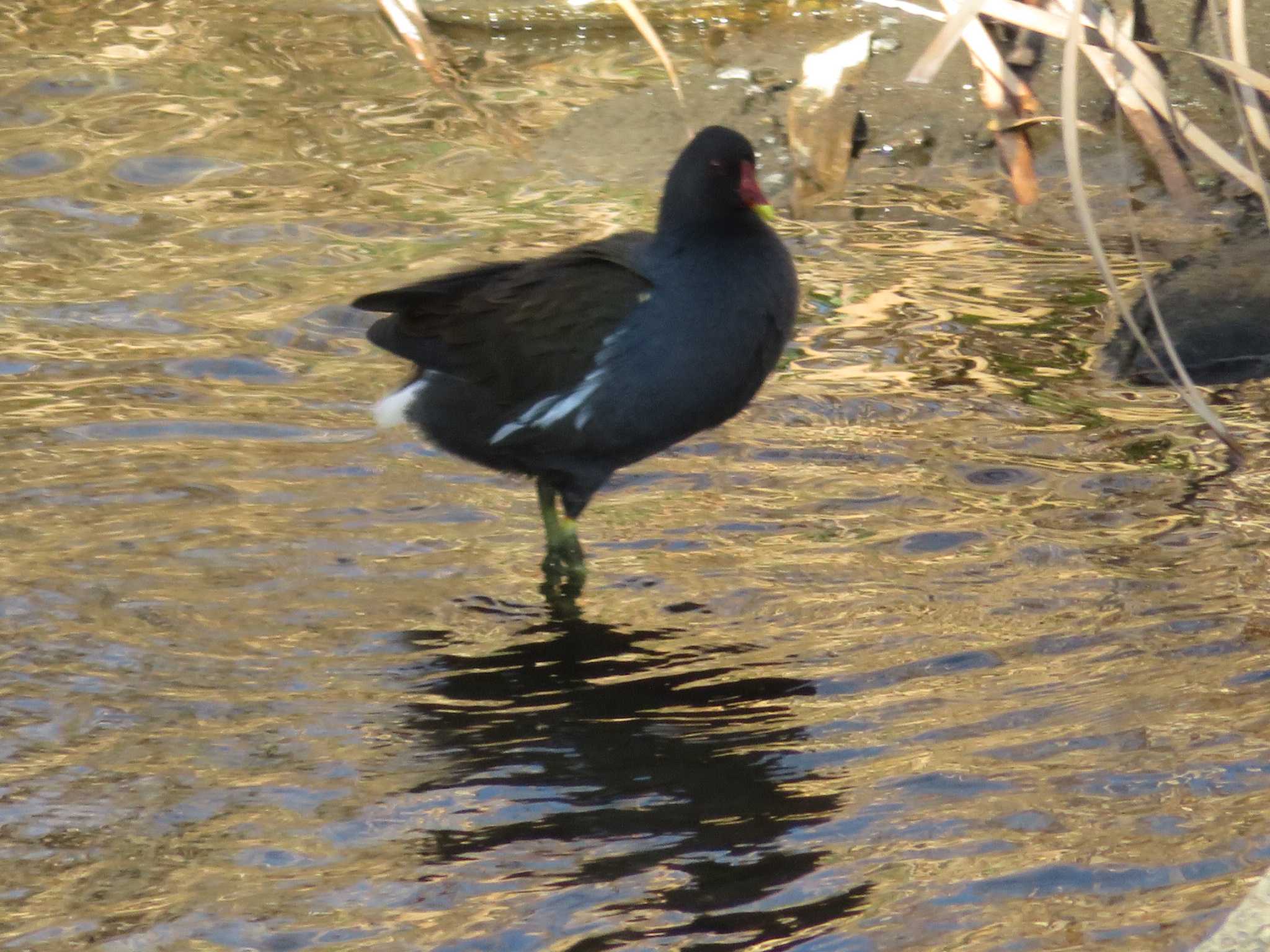 Common Moorhen