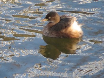 Little Grebe 神奈川県 Sat, 1/30/2021