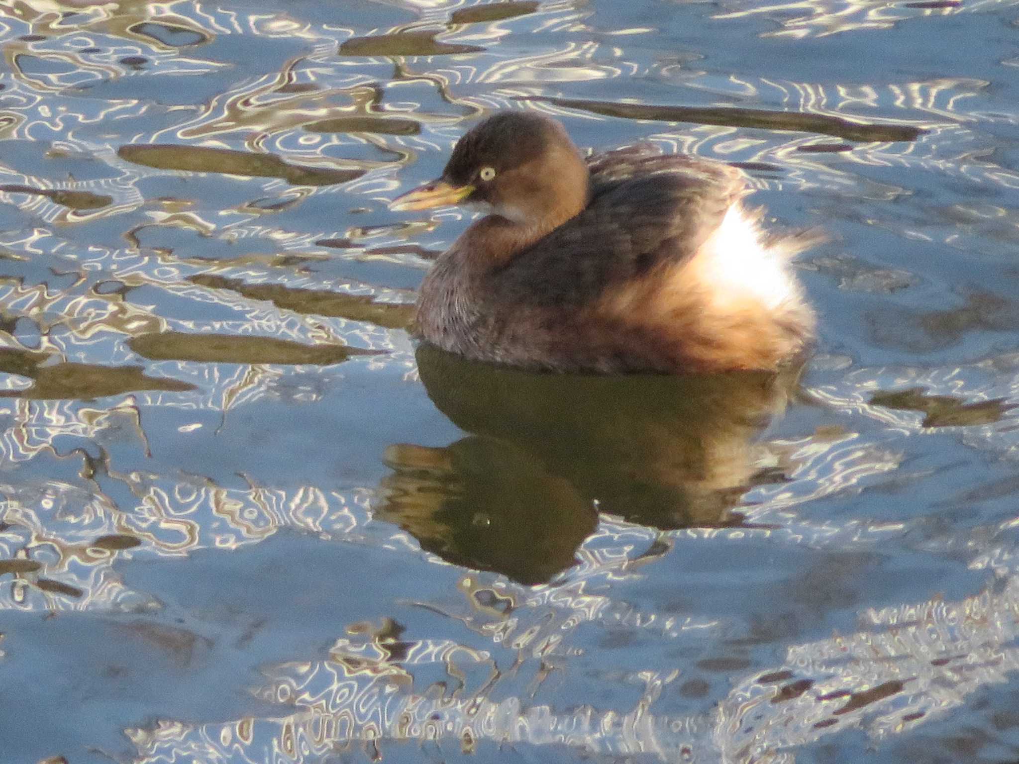 Little Grebe