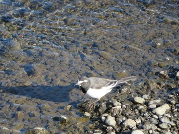 Japanese Wagtail 神奈川県 Sat, 1/30/2021