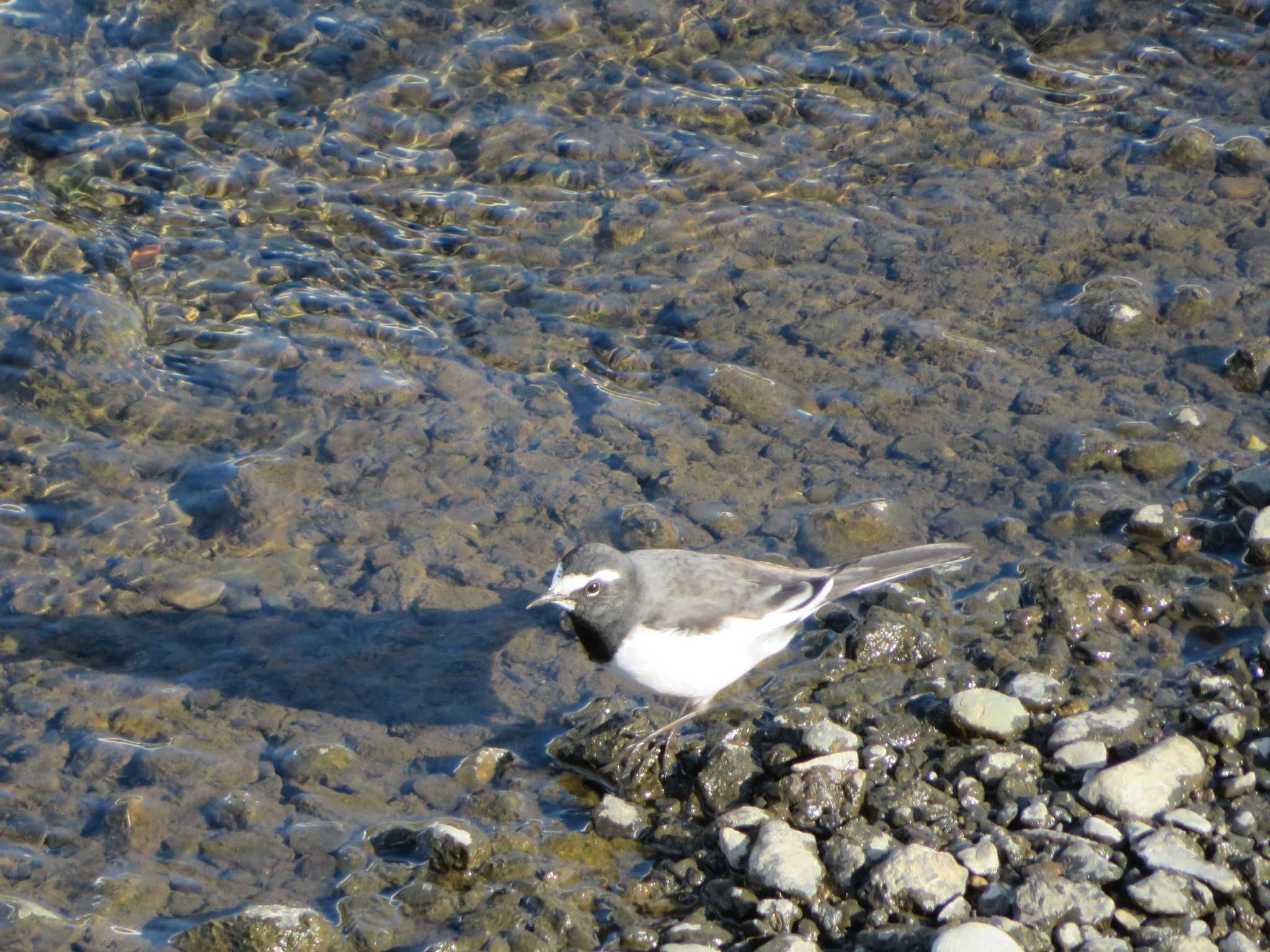 Japanese Wagtail