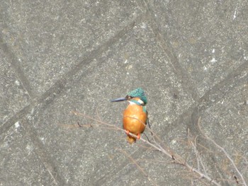 Common Kingfisher 神奈川県 Sat, 1/30/2021