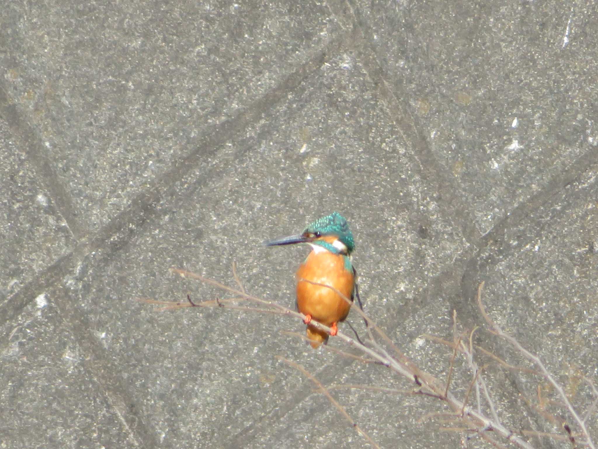 Photo of Common Kingfisher at 神奈川県 by もー