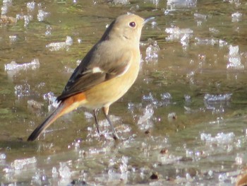 Daurian Redstart 神奈川県 Sat, 1/30/2021