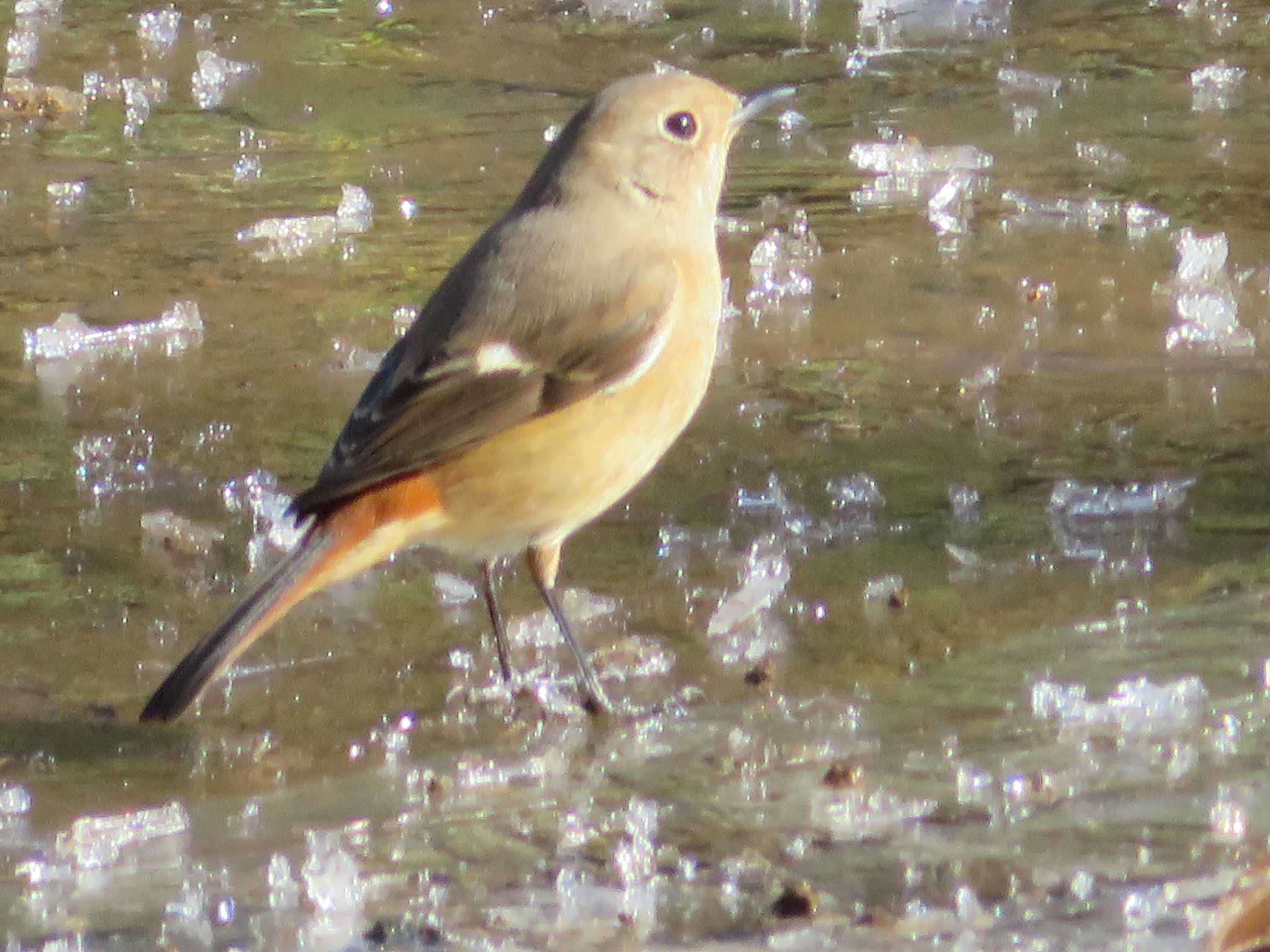 Daurian Redstart