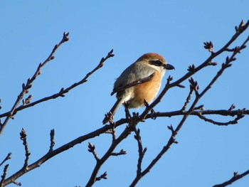 2021年1月30日(土) 神奈川県の野鳥観察記録