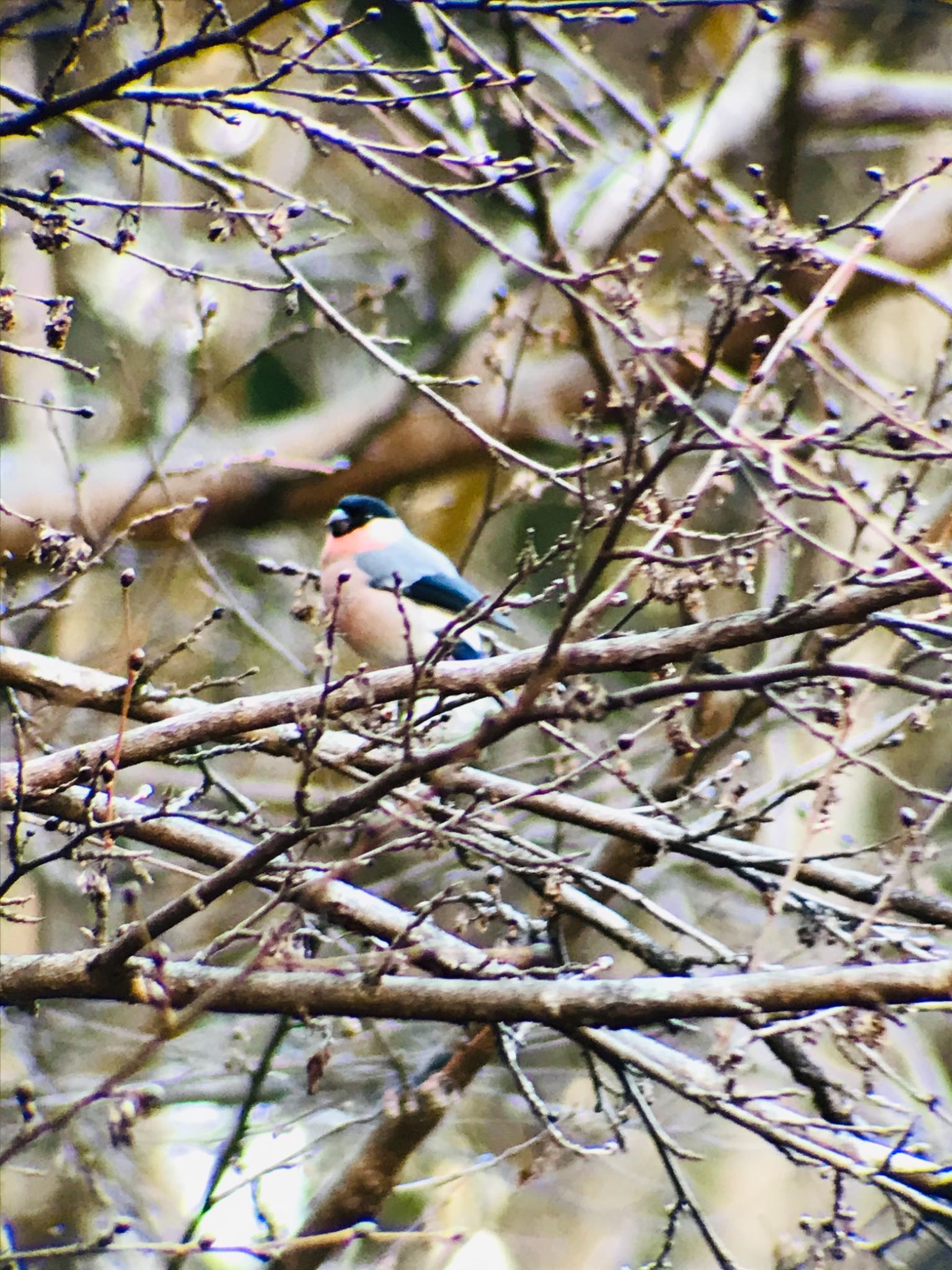 Photo of Eurasian Bullfinch at Hayatogawa Forest Road by Kuu