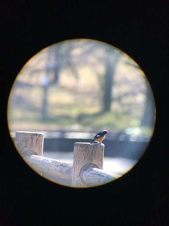 2021年1月30日(土) 城山湖の野鳥観察記録