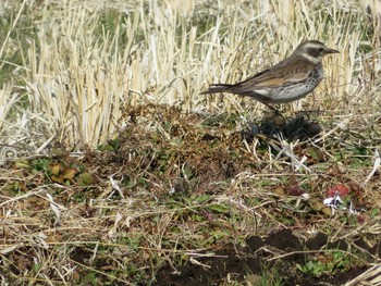 Dusky Thrush 神奈川県 Sat, 1/30/2021