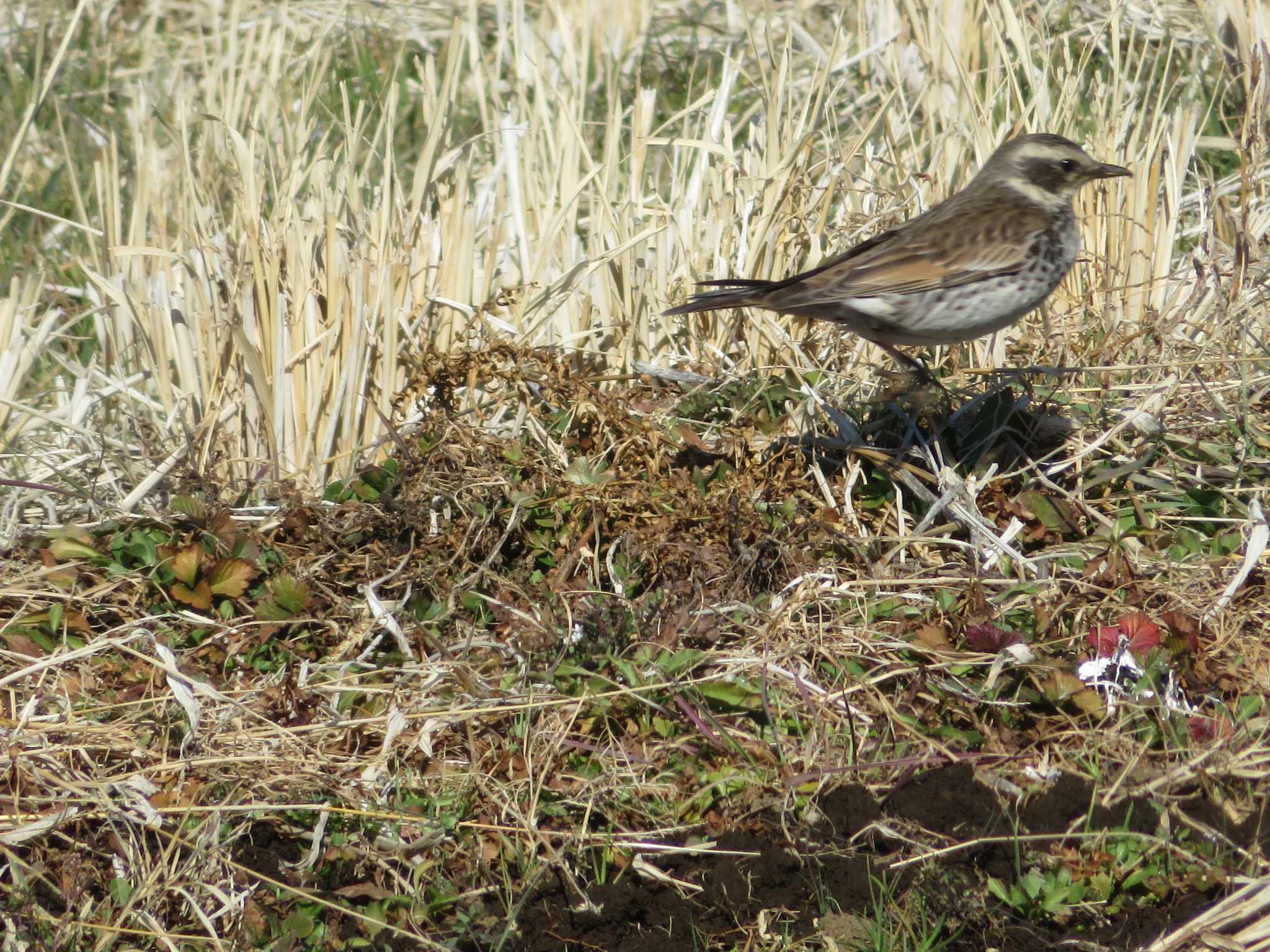 Dusky Thrush