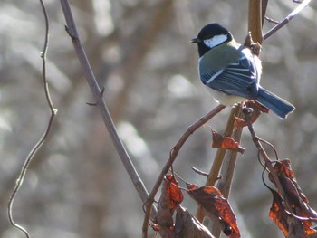 Japanese Tit 神奈川県 Sat, 1/30/2021