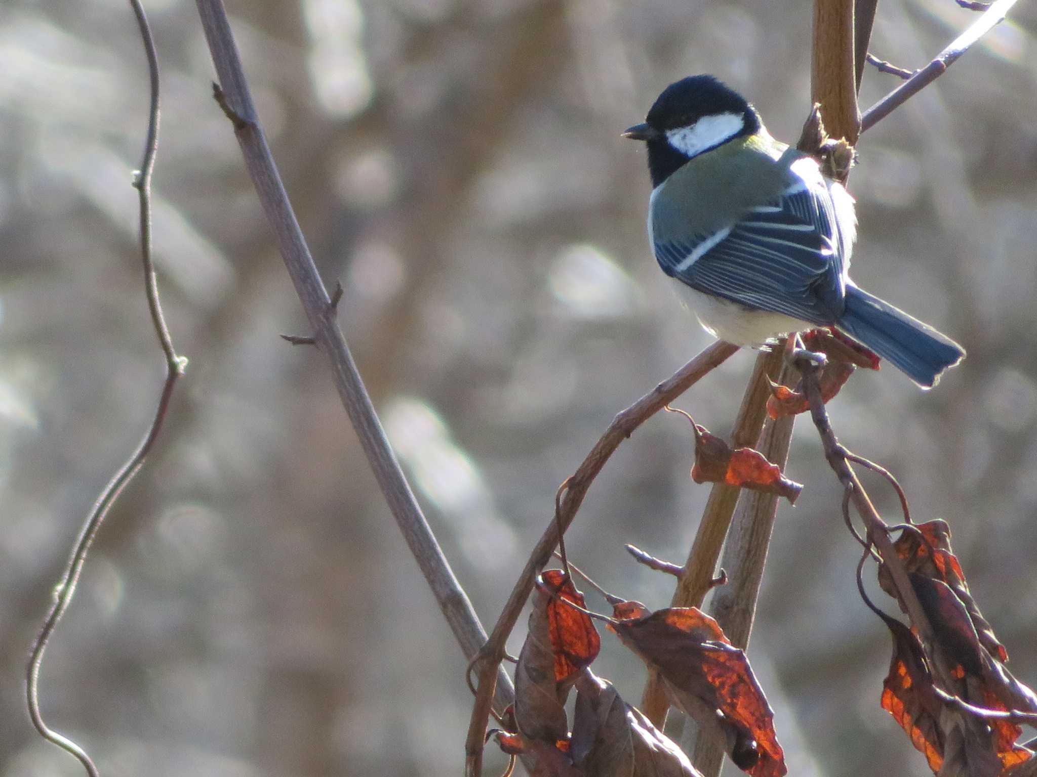 Japanese Tit