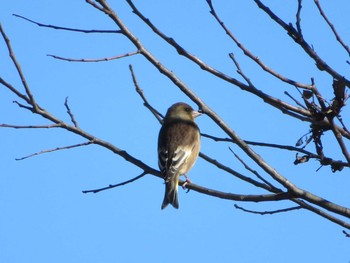 Grey-capped Greenfinch 神奈川県 Sat, 1/30/2021