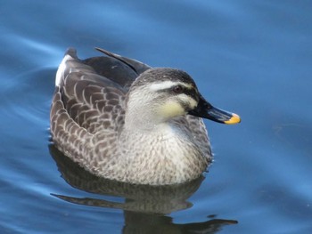 Eastern Spot-billed Duck 神奈川県 Sat, 1/30/2021