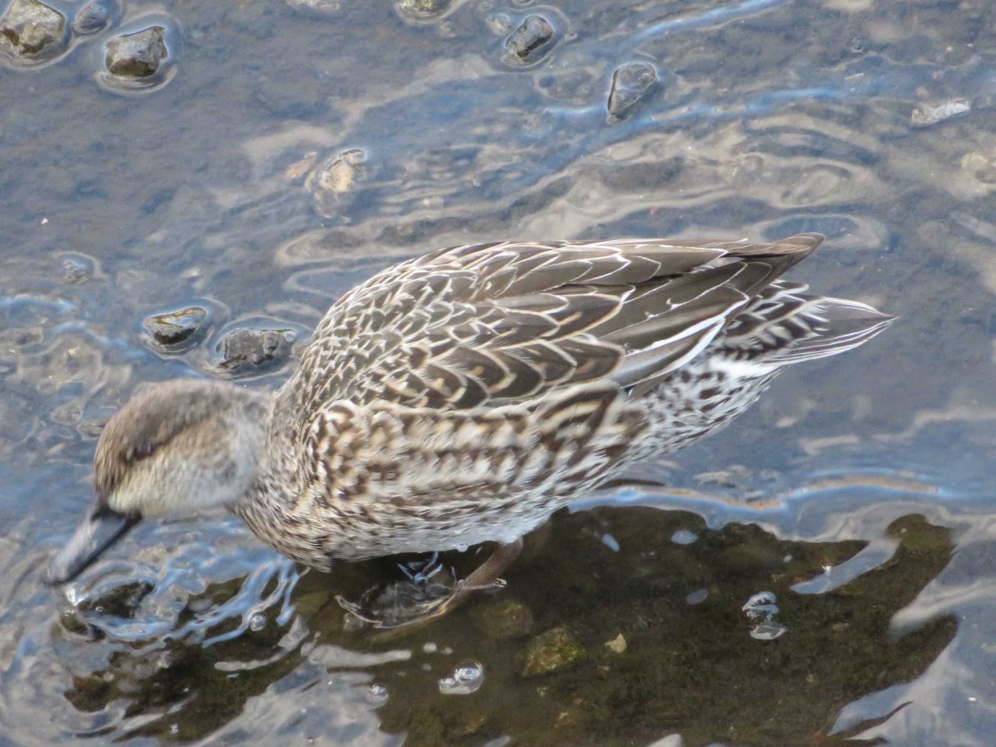 Photo of Eurasian Teal at 神奈川県 by もー