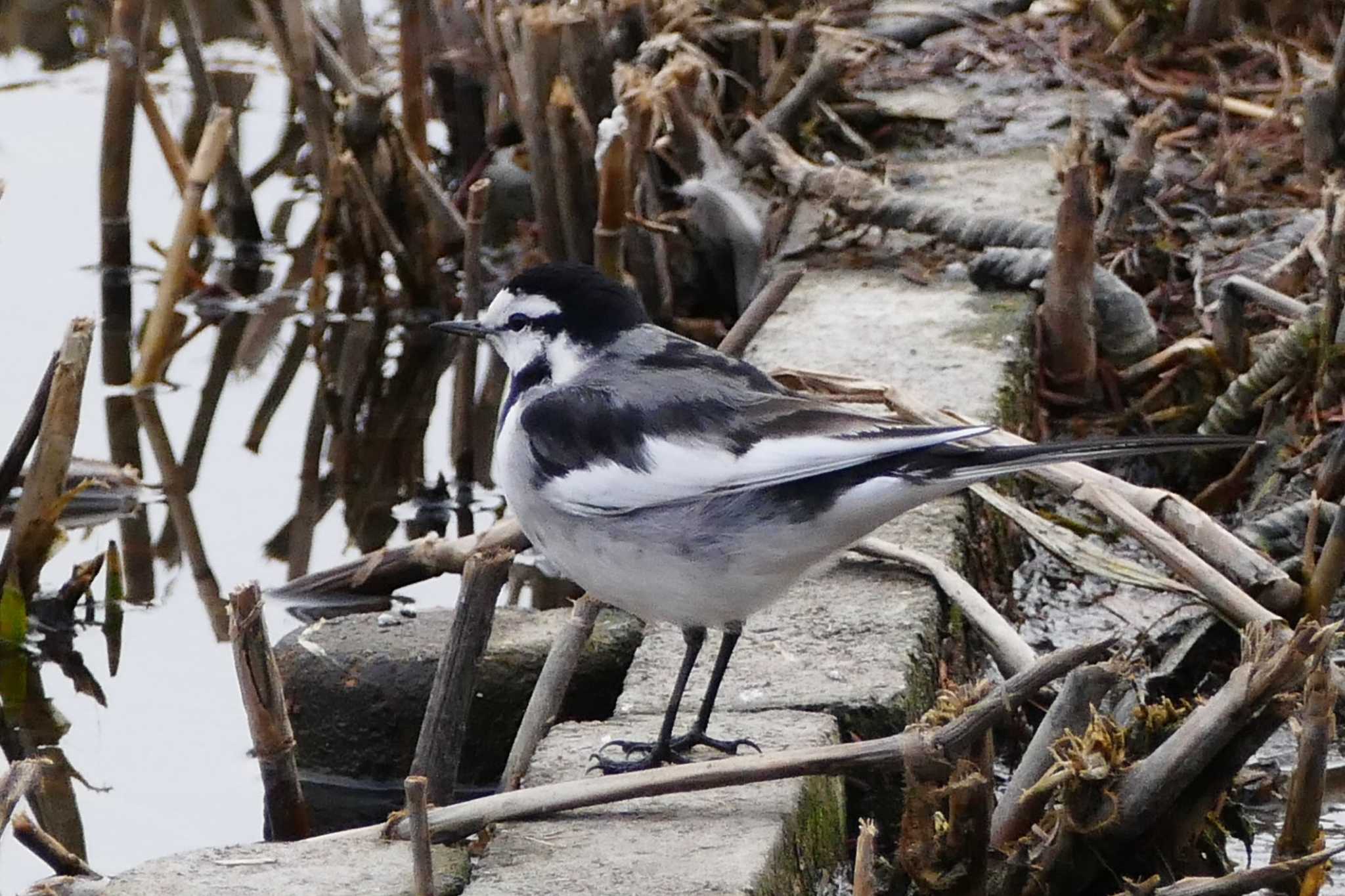 Photo of White Wagtail at Ukima Park by アカウント5509