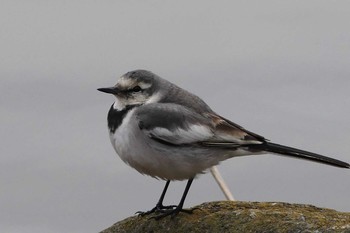 White Wagtail Ukima Park Thu, 1/28/2021