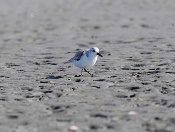 ミユビシギ ふなばし三番瀬海浜公園 2021年1月30日(土)